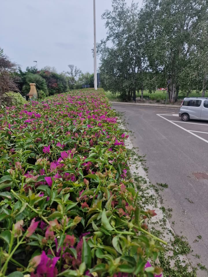 Lavori di giardinaggio L’Eden Verde a Cagliari